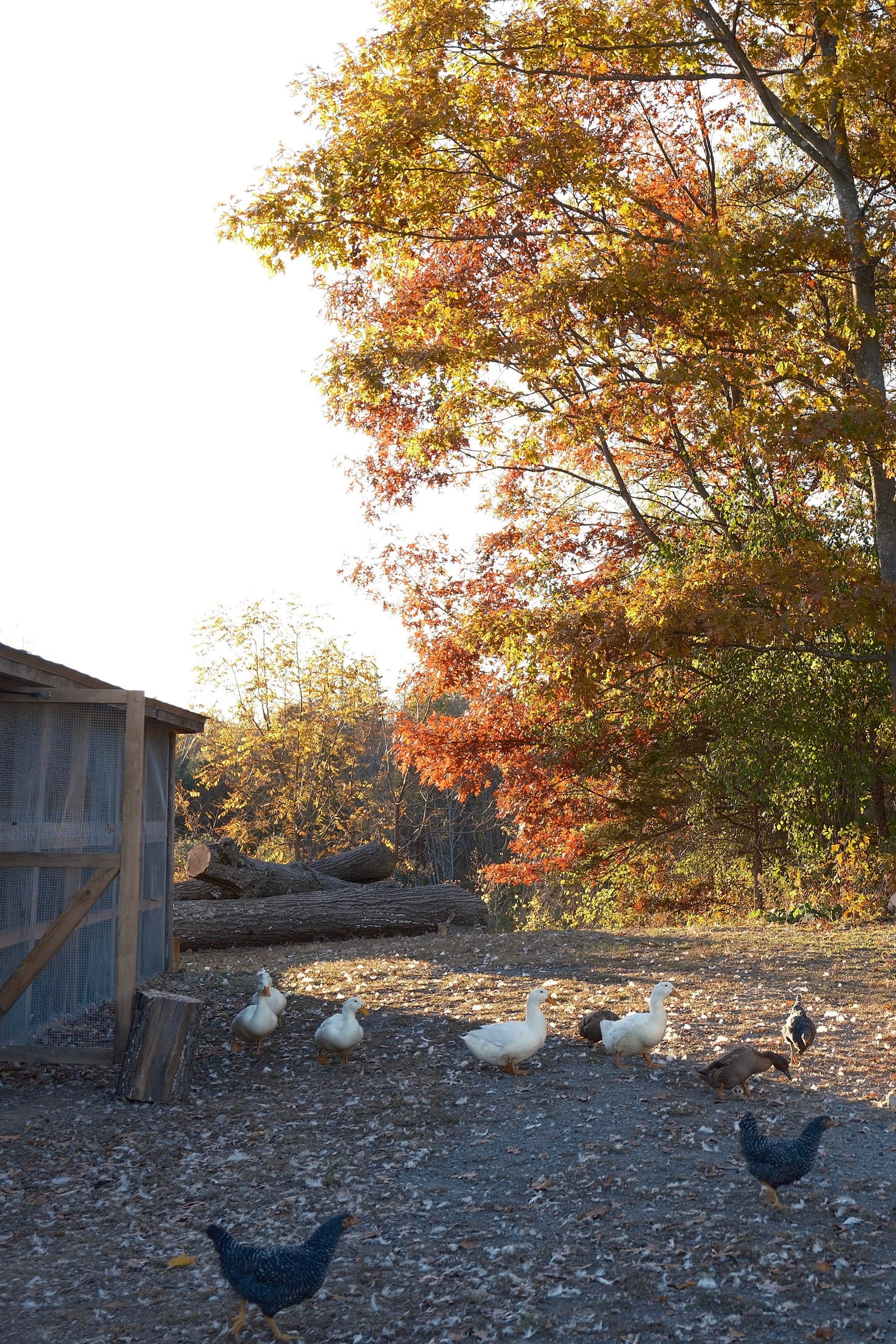 The Evolution of Holistic Ranch